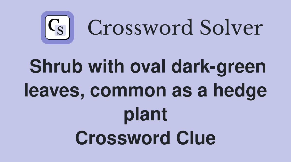 Shrub with oval darkgreen leaves, common as a hedge plant Crossword